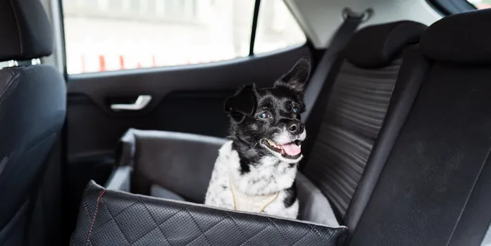 transport animaux Var en taxi pour chien chat et autres animaux domestiques